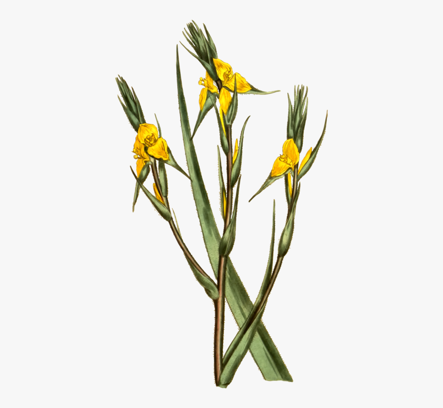 Plant,flora,yellow - Philydraceae, Transparent Clipart