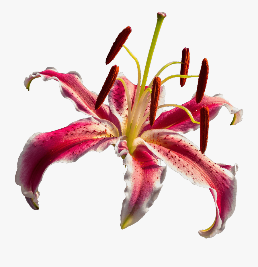 Orchid Transparent Red - Lirio Vermelho Png, Transparent Clipart