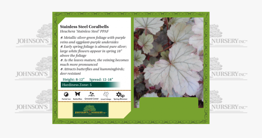 Transparent Begonia Png - Plant Stella D Oro Daylily, Transparent Clipart