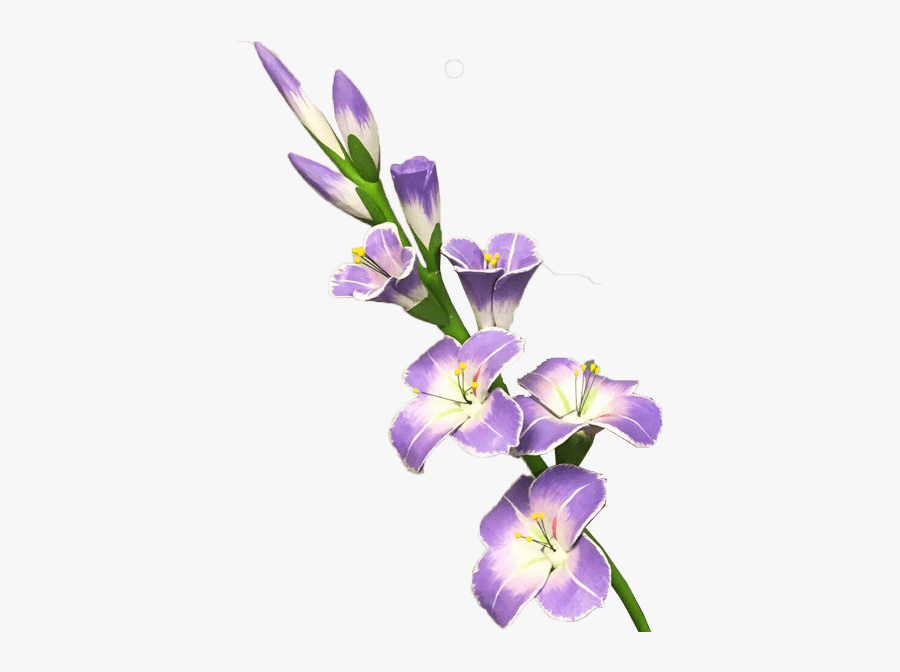 Decorative Gladiolus - Gladiolus Png, Transparent Clipart
