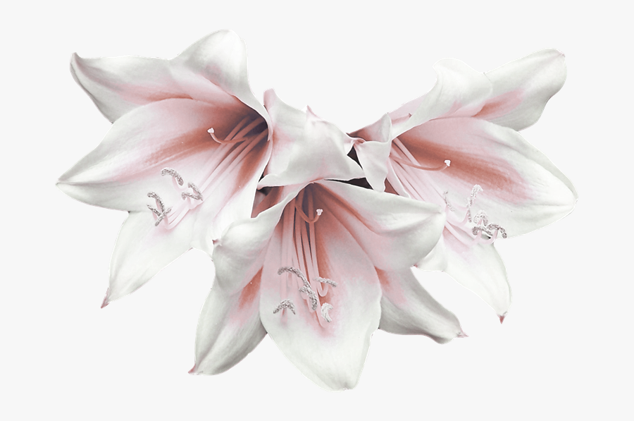 × Amarcrinum, Transparent Clipart