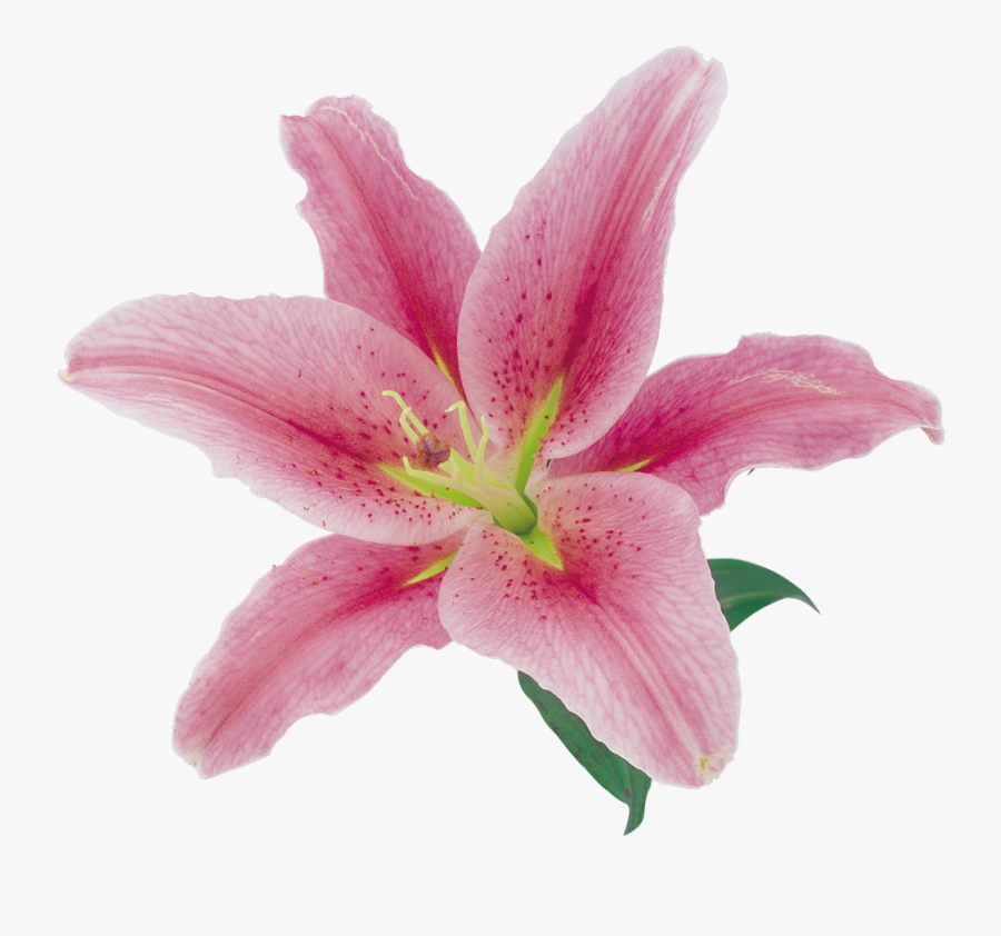 #naturaleza #flor #rose #flower #tumblr - Lily Png Pink, Transparent Clipart