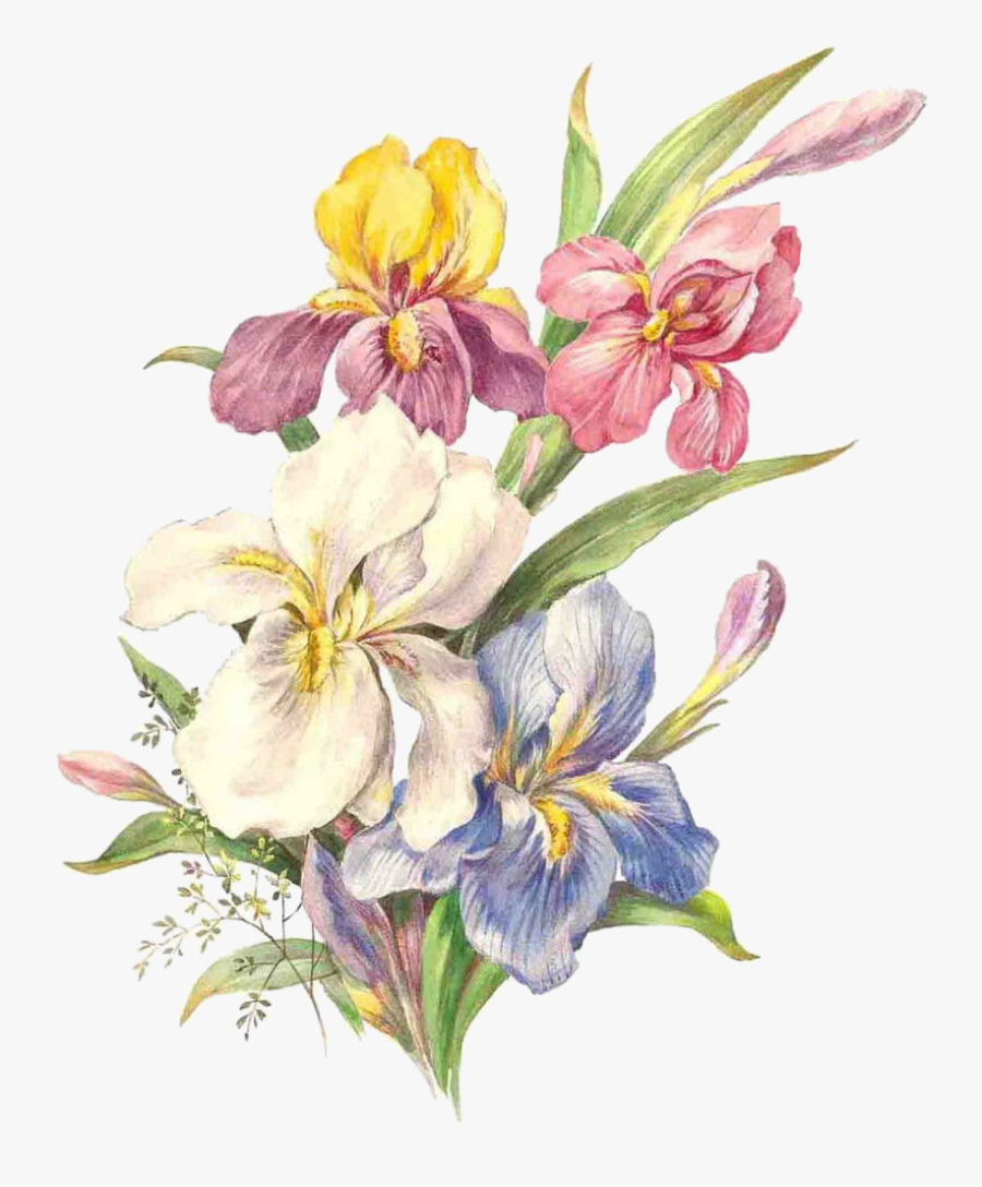 91 - ) - Iris Bone China Mug (854x1024) - Watercolor Painting, Transparent Clipart