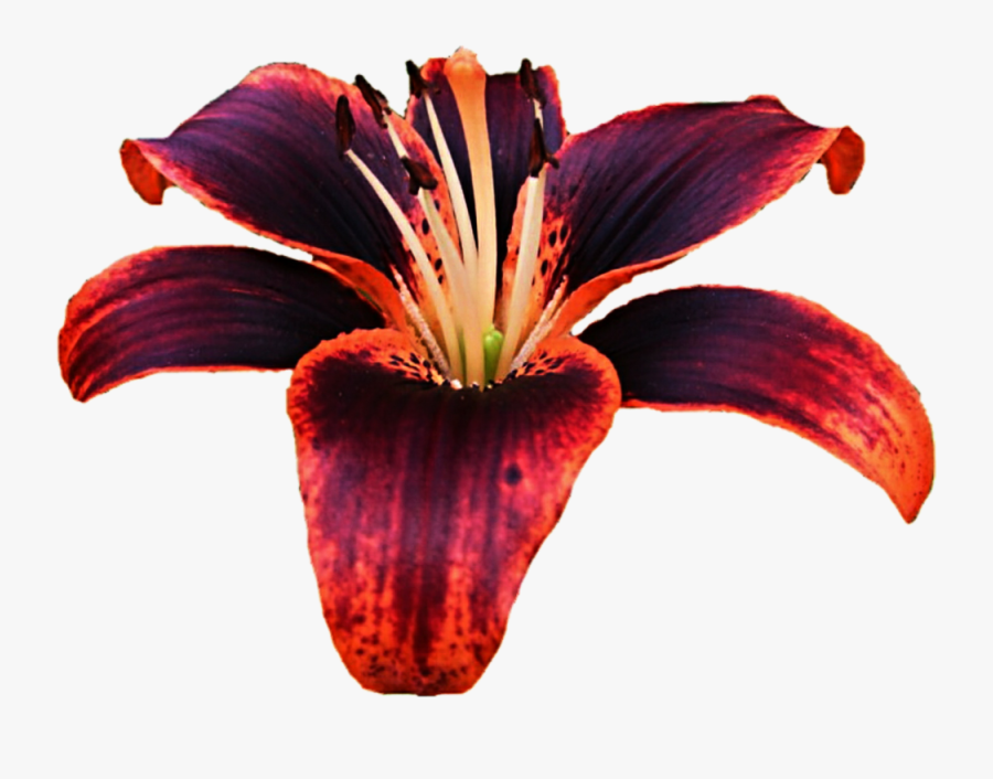 Transparent Lillies Png - Tiger Lily Purple And Orange Flowers, Transparent Clipart