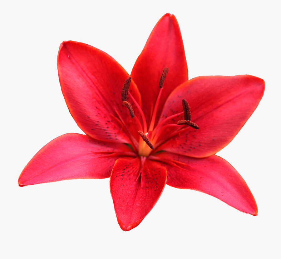 #lily #flower #red #sharpened #freetoedit - Orange Lily, Transparent Clipart