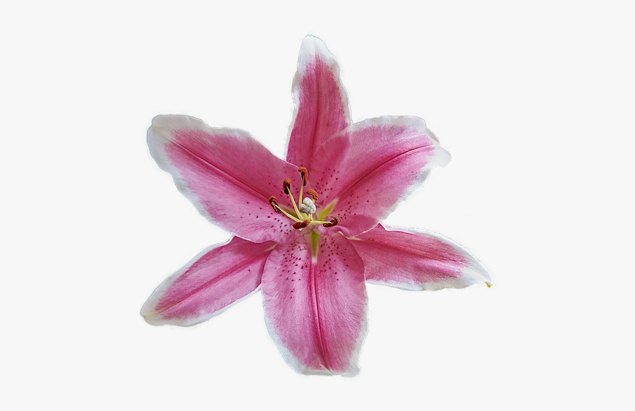 Flower, Garden, Plant, Flora, Nature, Petals, Flowering - Lily, Transparent Clipart