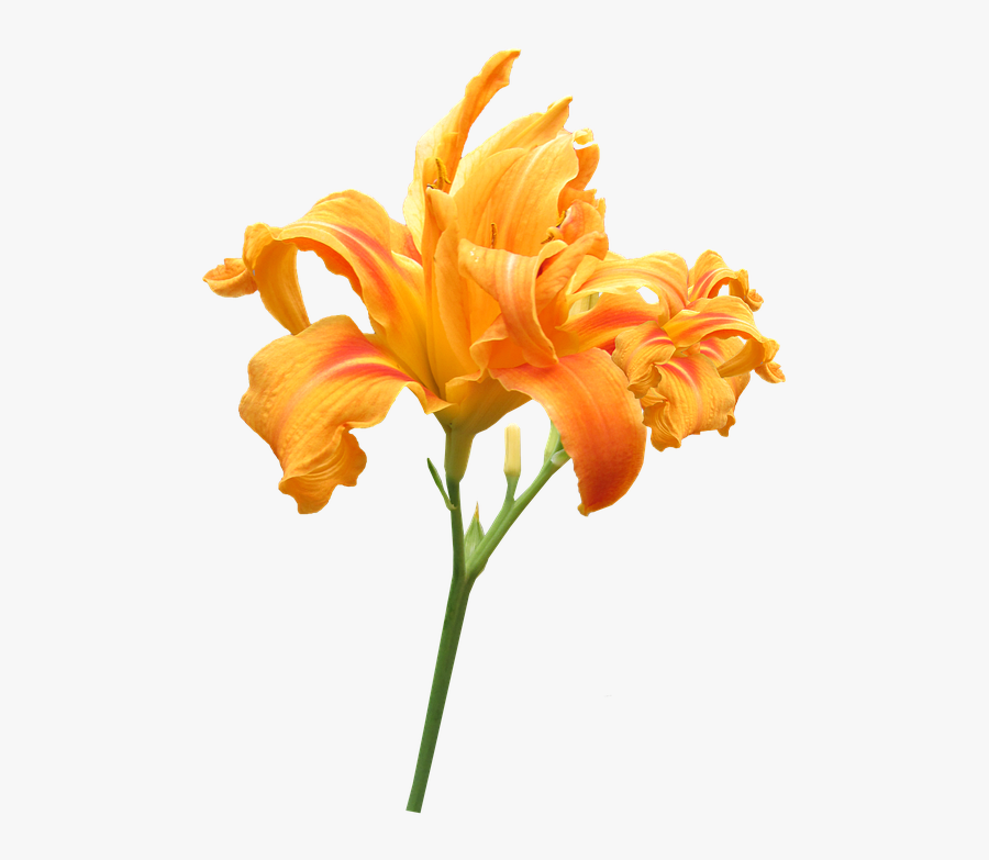 Plant,cut Lily,plant Stem,pedicel,lily - Lily, Transparent Clipart