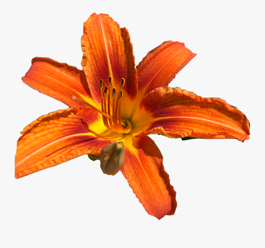 #freetoedit - Orange Lily, Transparent Clipart