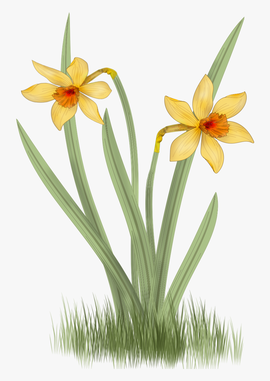Narcisos Flor Png, Transparent Clipart