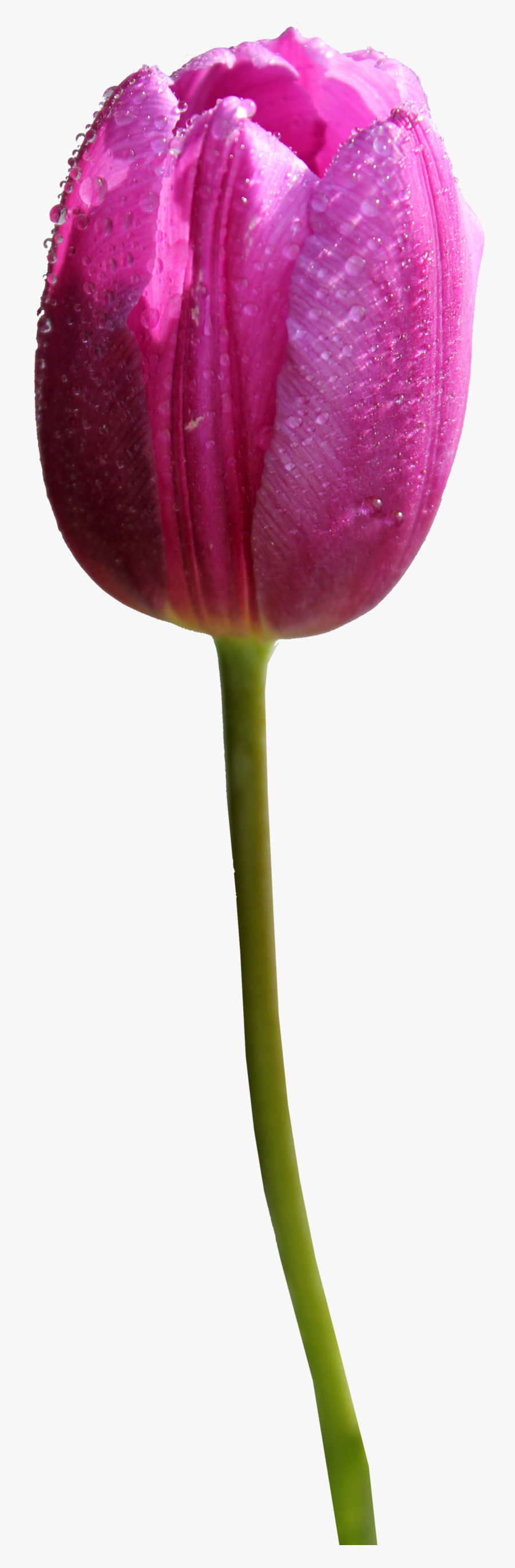 Tulip Png Hd - Tulip Flower Transparent Background, Transparent Clipart