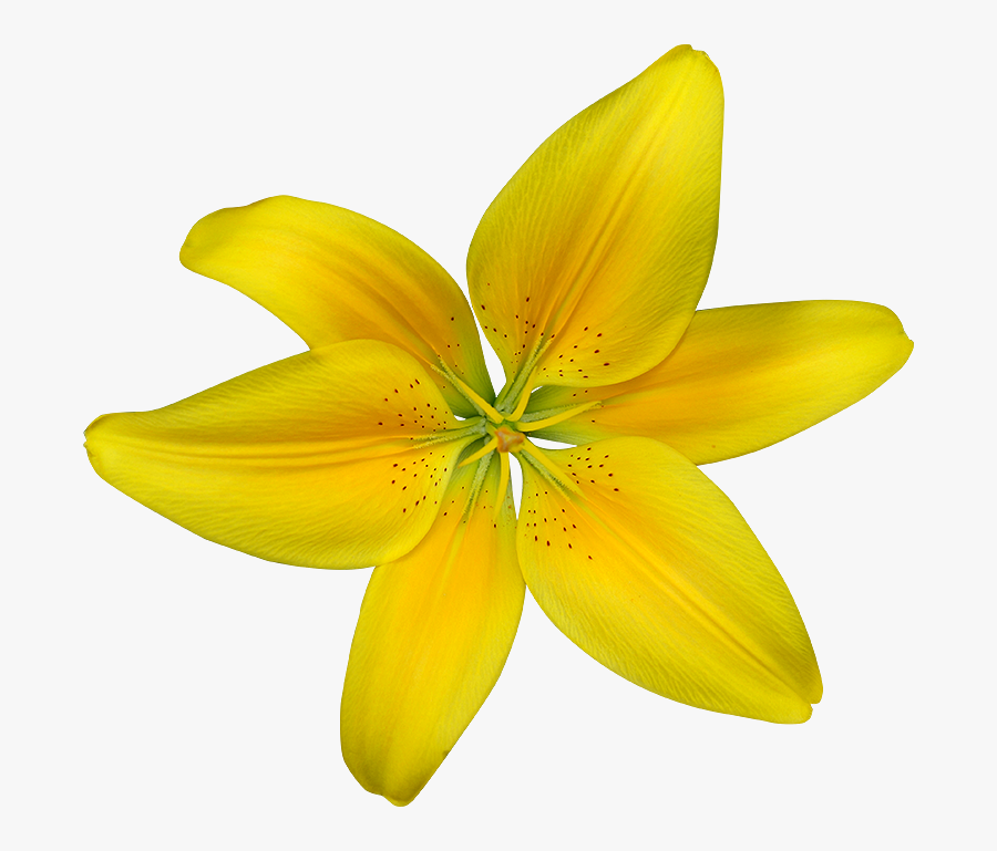 Fleurs Détourées, Transparent Clipart