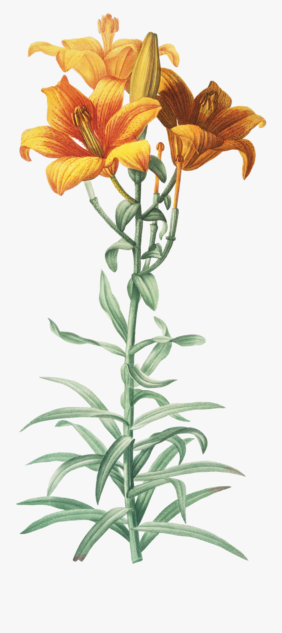 Transparent Fire Flower Png - Lilium Bulbiferum Botanical Art, Transparent Clipart