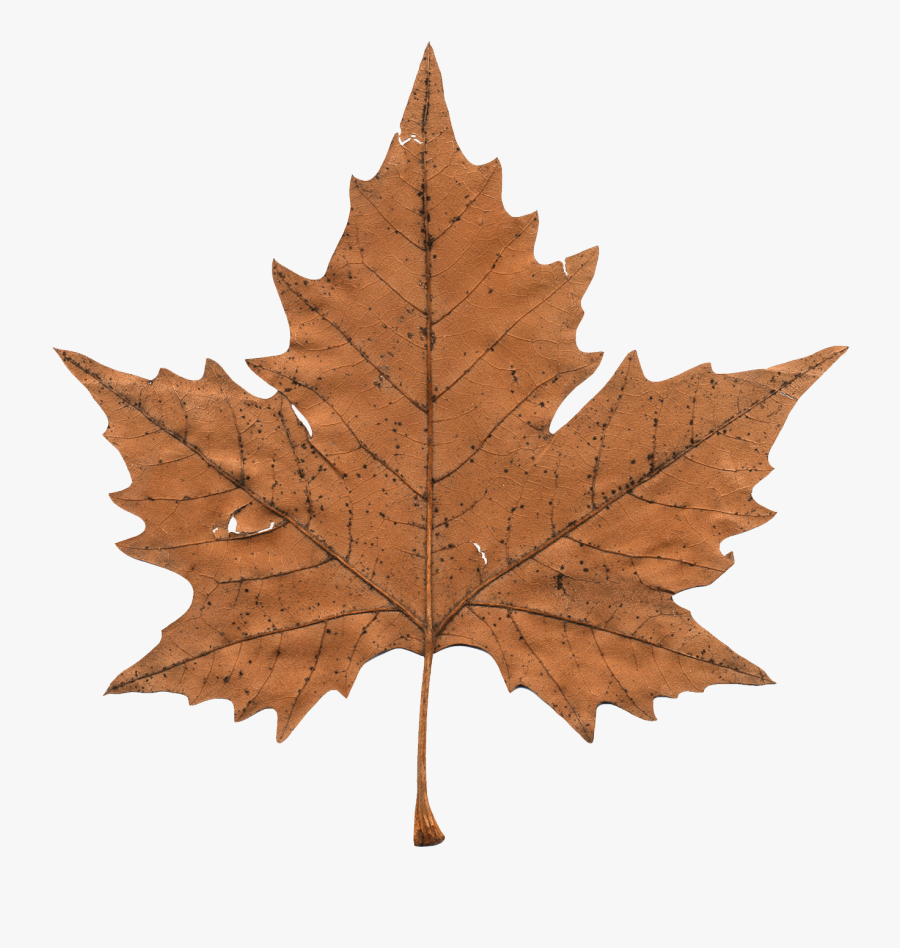 Faded Maple Leaf - Dead Brown Maple Leaf, Transparent Clipart