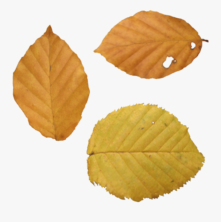 Autumn Png Leaf - Dry Leaf Texture Png, Transparent Clipart
