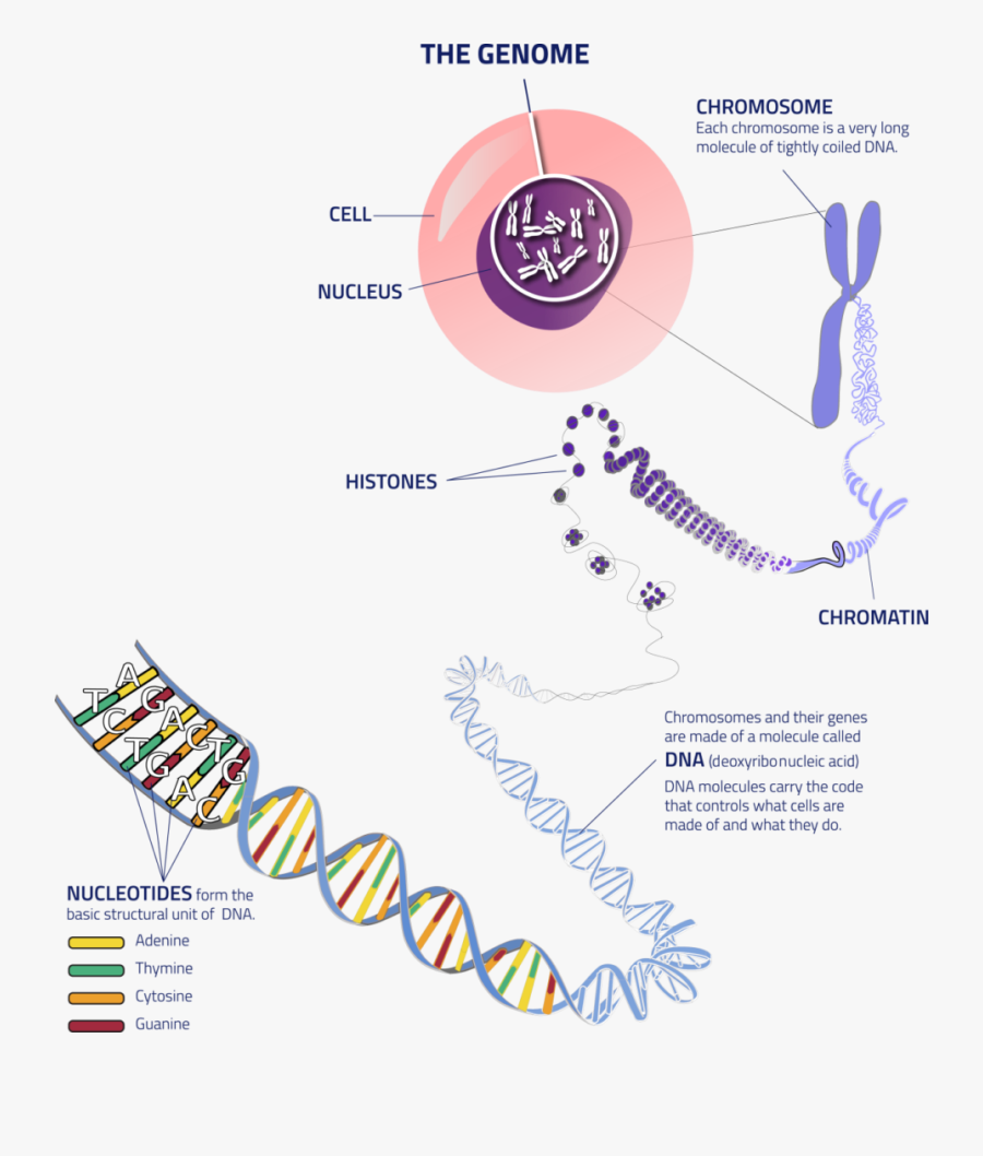 Thegenome Cell To Dna - Euchromatin And Heterochromatin Diagram, Transparent Clipart