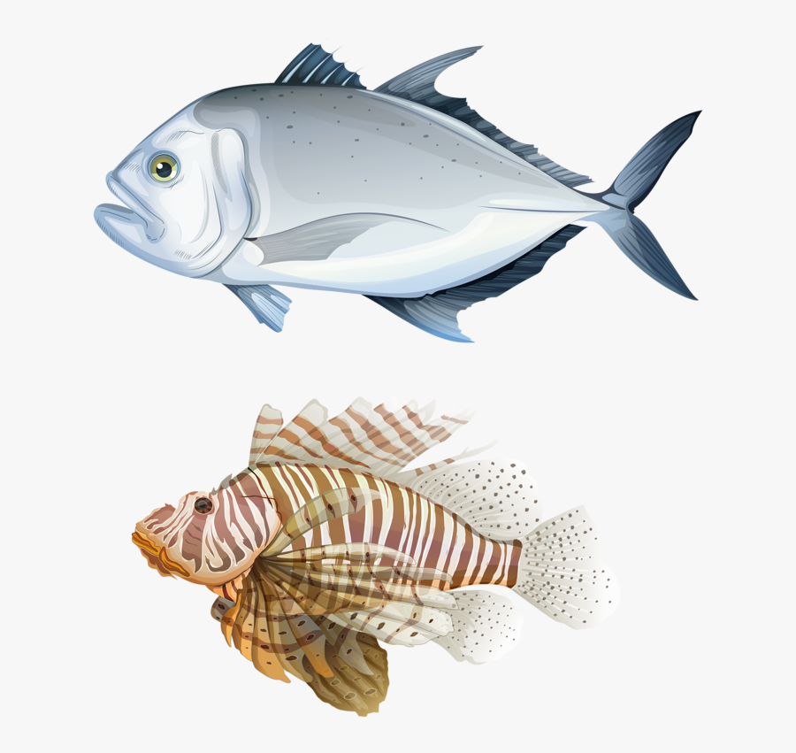 Kind Of Fishes, Transparent Clipart