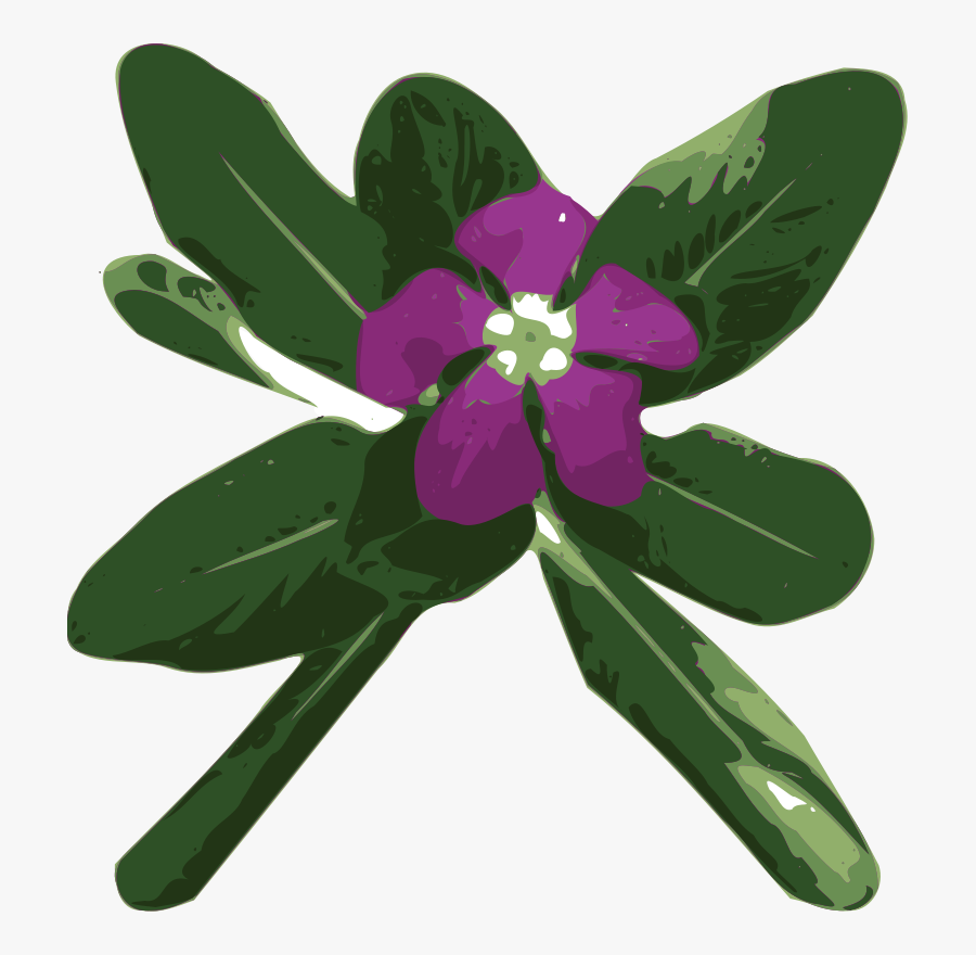Vinca - Catharanthus Roseus Png, Transparent Clipart