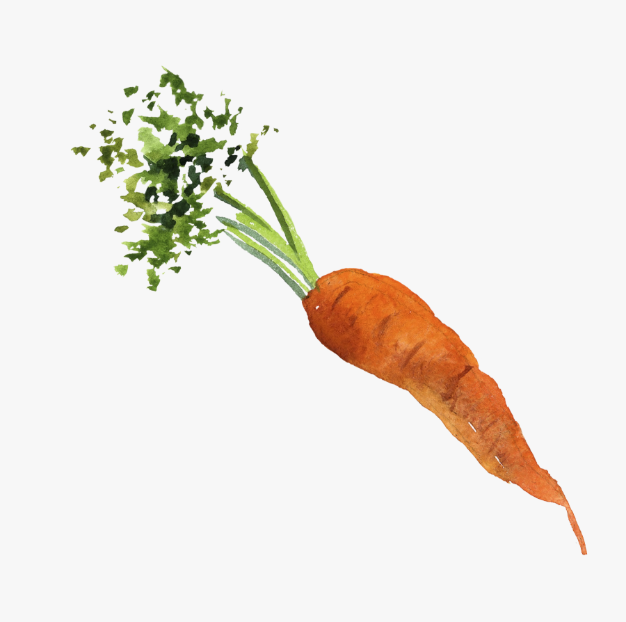 Baby Carrot Organic Food Vegetable - Carrot Watercolor Png Transparent, Transparent Clipart