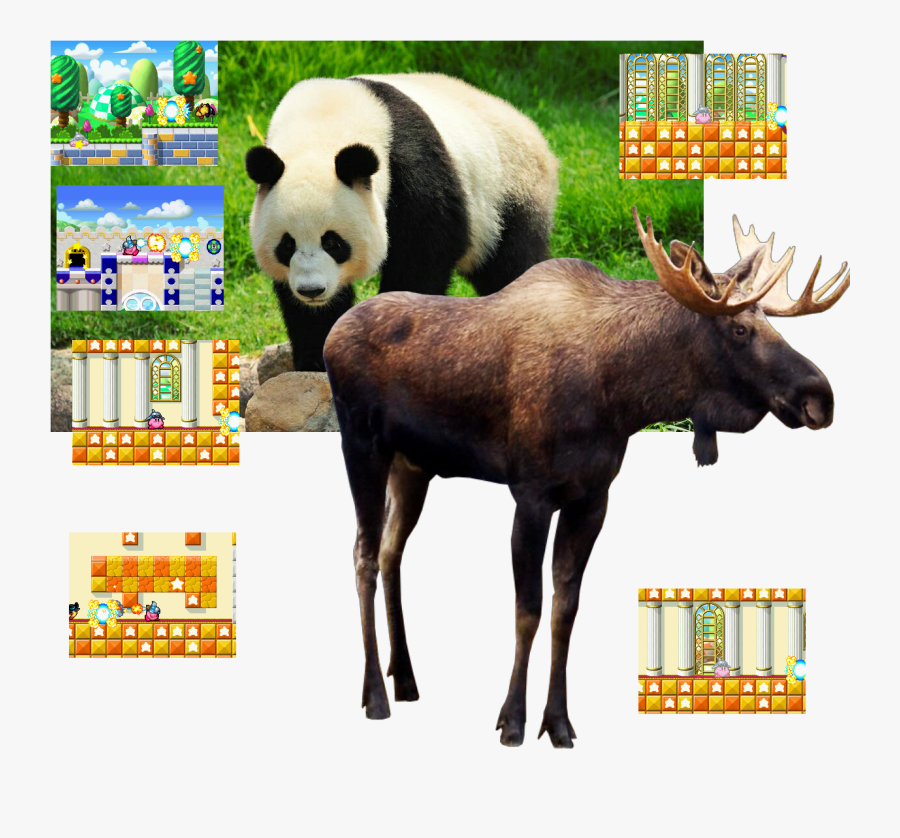 Transparent Giant Panda Png - Panda A Bear, Transparent Clipart