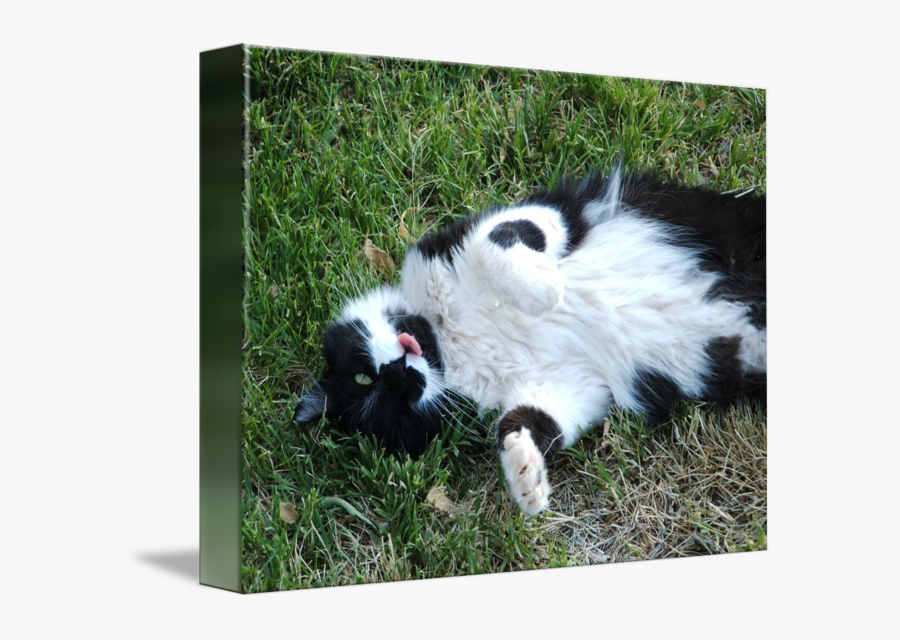 Clip Art Cat Sticking Out Tongue - Striped Skunk, Transparent Clipart