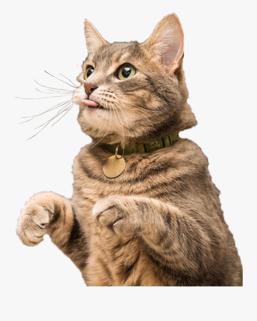Clip Art Cat Sticking Out Tongue - Derp Cat, Transparent Clipart