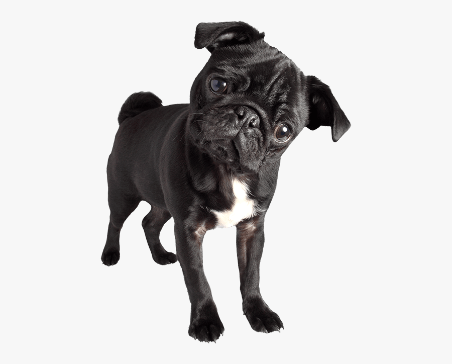 Black Pug Png - Black Pug Images Png, Transparent Clipart