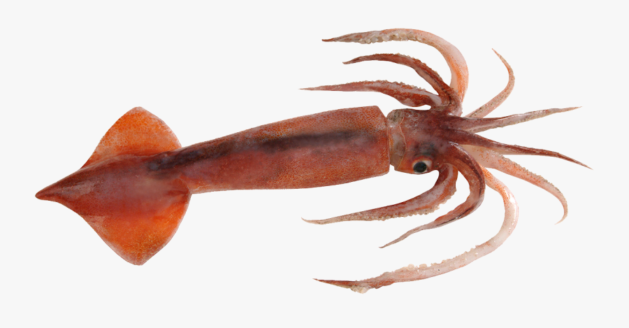 Octopus Png Clipart - Nototodarus Sloanii, Transparent Clipart