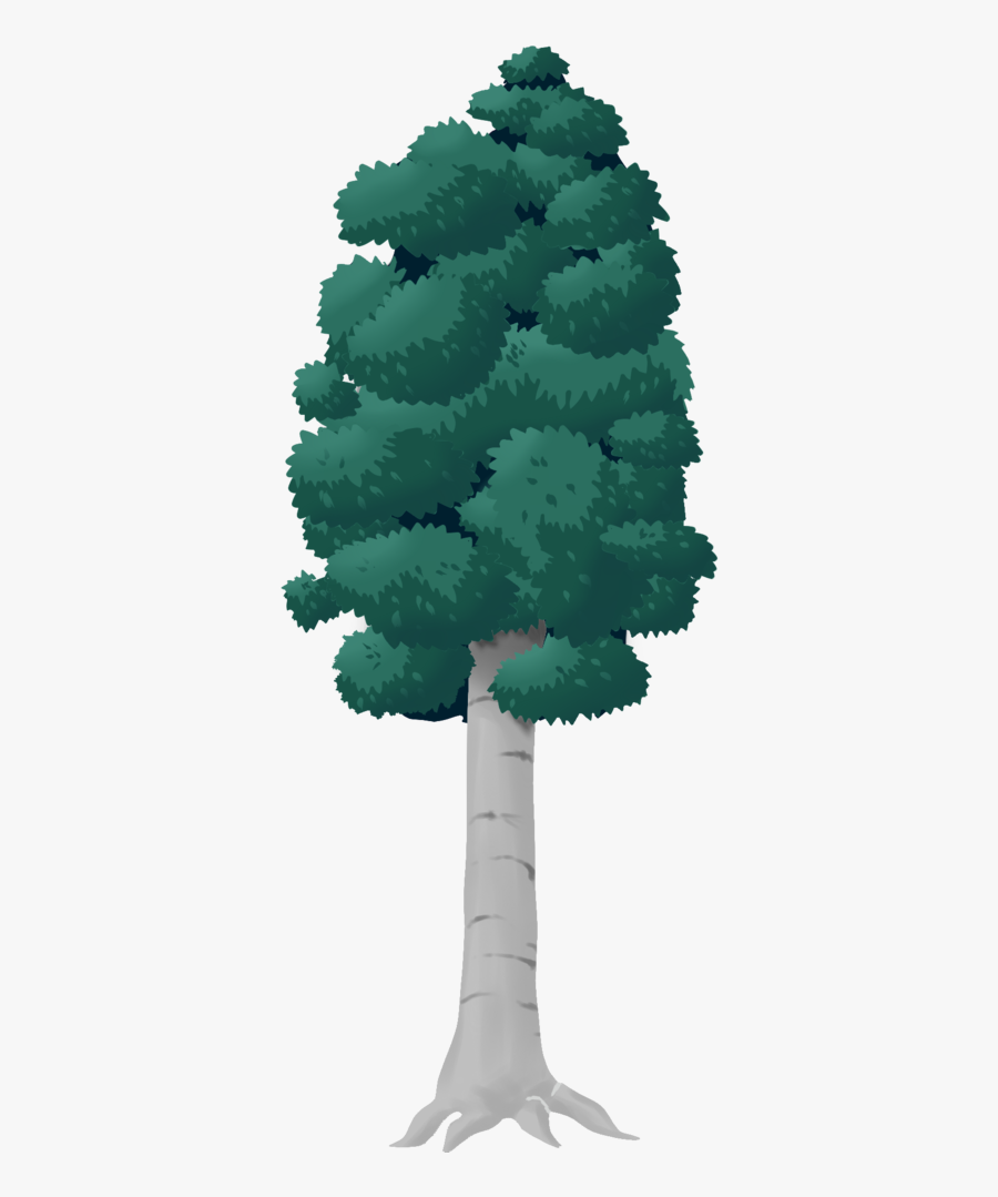 Canoe Birch, Transparent Clipart