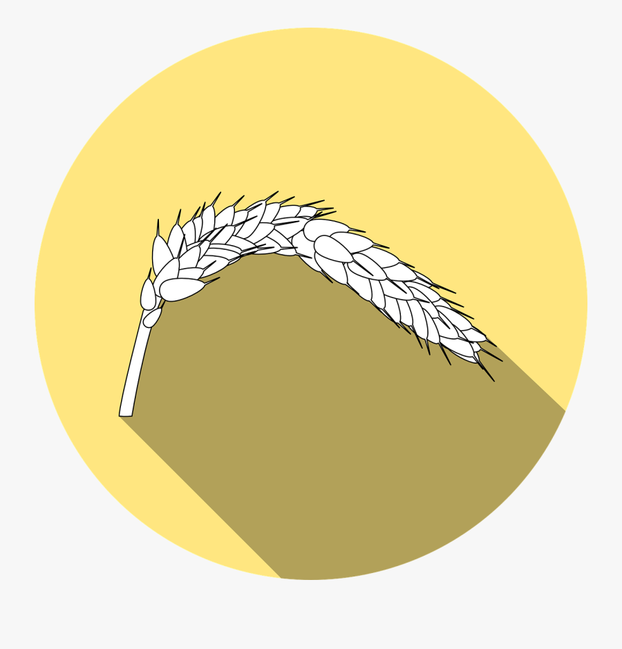 Celiac Disease - Wheat Allergen Png, Transparent Clipart