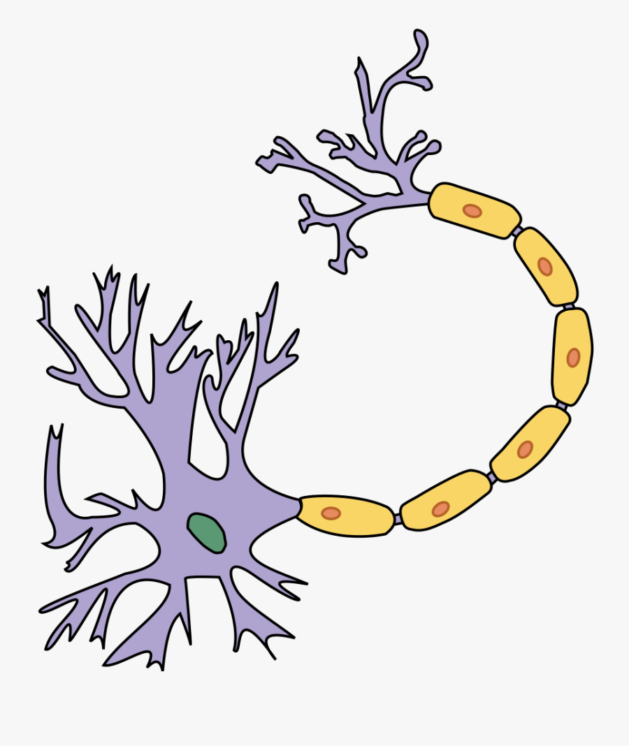 File - Portal Physiology - Svg - Labelled Nerve Cell - Diagram Of A Nerve Cell Or Neuron, Transparent Clipart