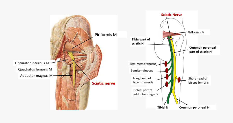 Clip Art Sciatic Nerve Picture - Sciatic Nerve, Transparent Clipart