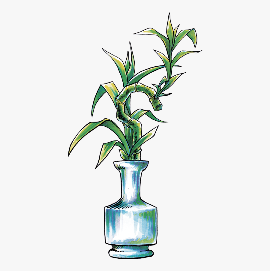 Houseplant, Transparent Clipart