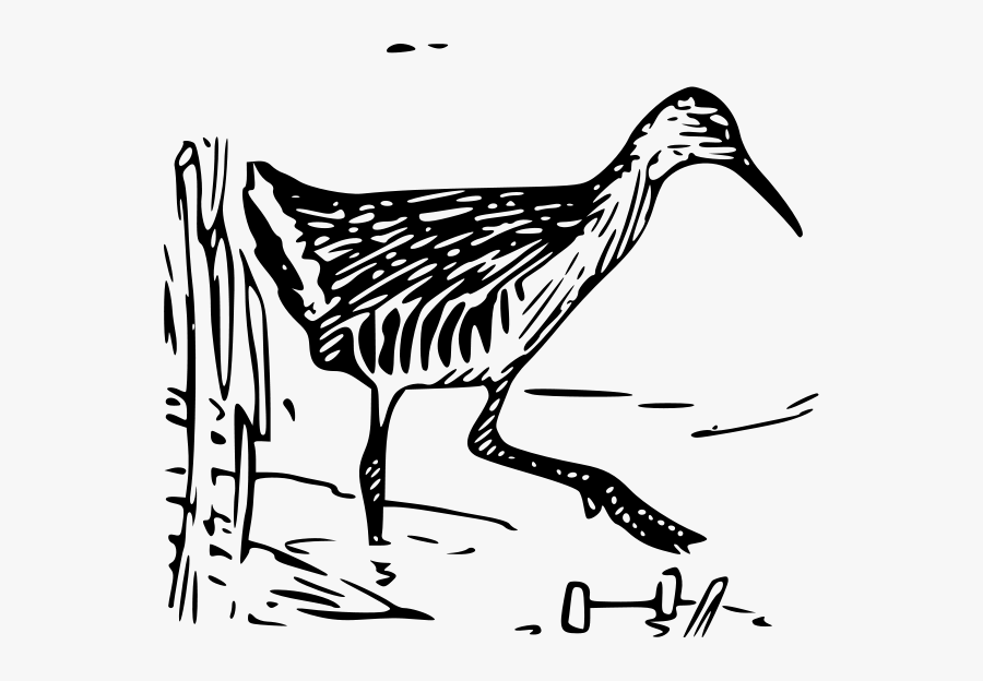 Kingrail 1 Png Clip Arts - King Rail, Transparent Clipart