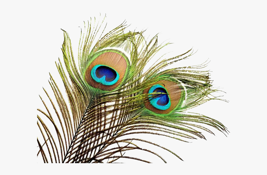 Feather Wedding Invitation Peafowl Bird - Peacock Feather No Background, Transparent Clipart