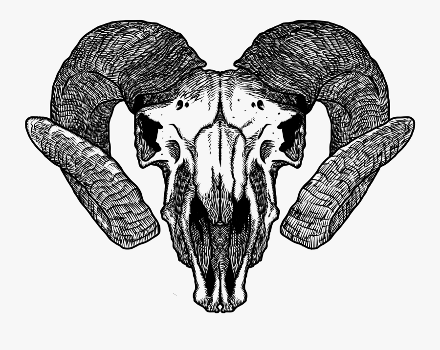Transparent Capricorn Clipart - Transparent Animal Skull Art, Transparent Clipart