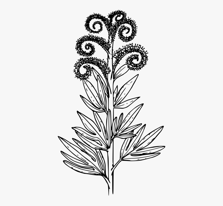 Art,monochrome Photography,cut Flowers - Phacelia Icon, Transparent Clipart