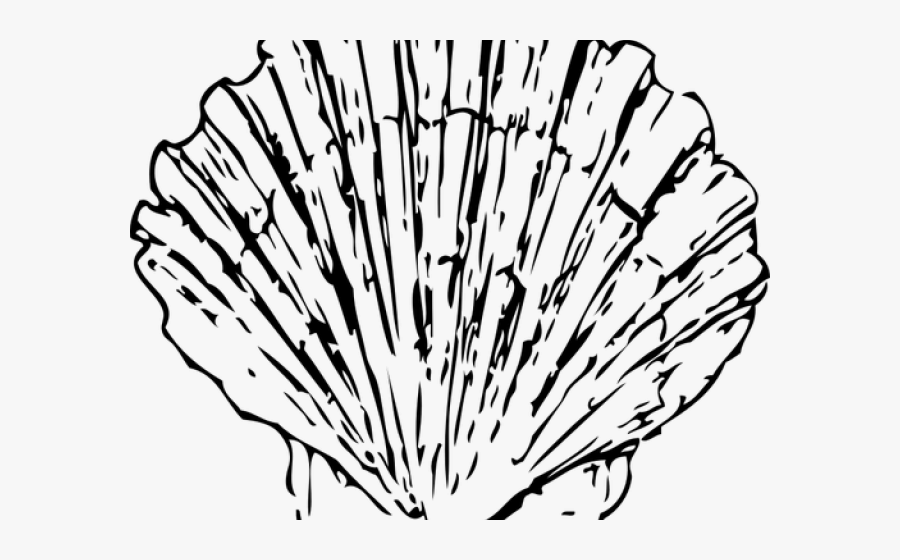 Coral Shell Clipart, Transparent Clipart