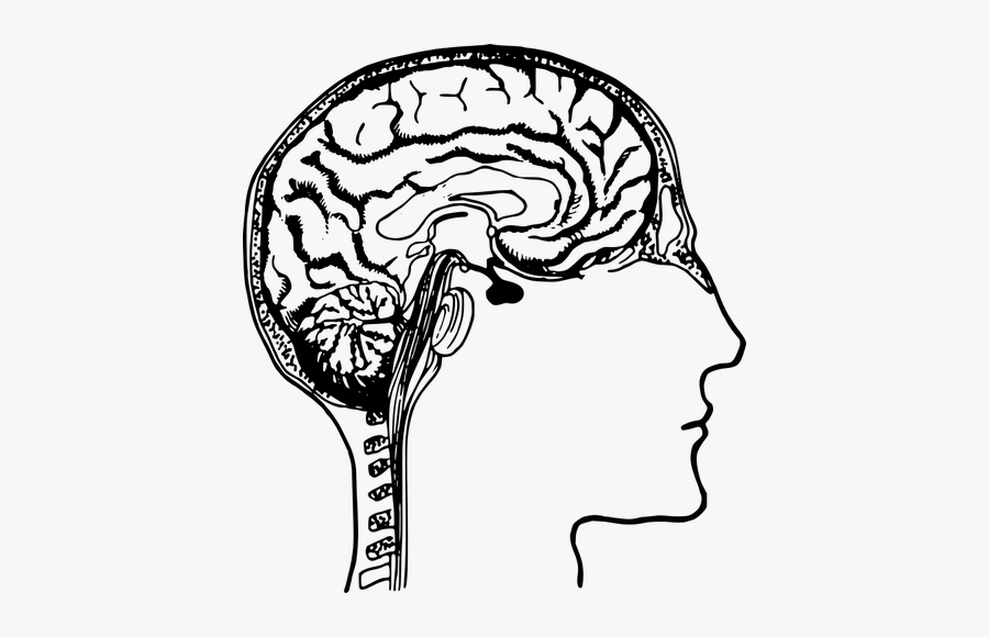 Human Brain Diagram Vector Image - Clipart Of Human Brain, Transparent Clipart