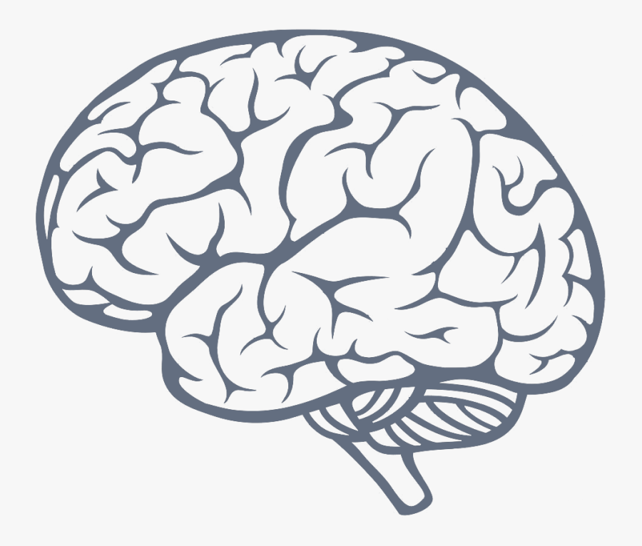 Brain Png, Transparent Clipart