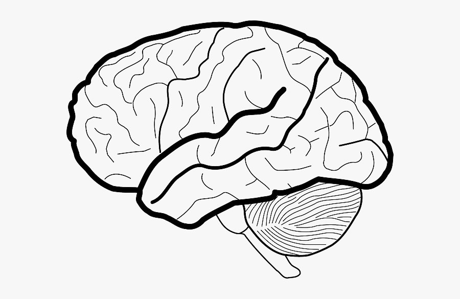 Brain Picture Black And White, Transparent Clipart