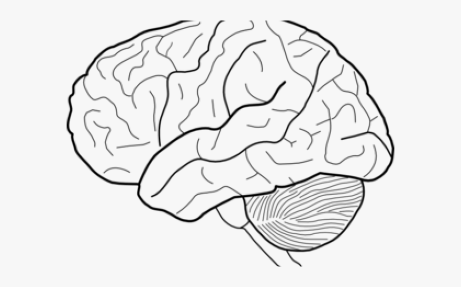 Drawn Brains Unlabeled Brain Side , Free Transparent
