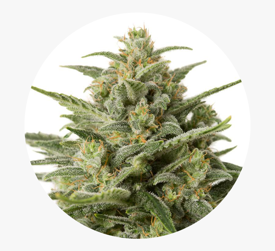 Clip Art Purple Widow - White Widow Xxl Dinafem, Transparent Clipart