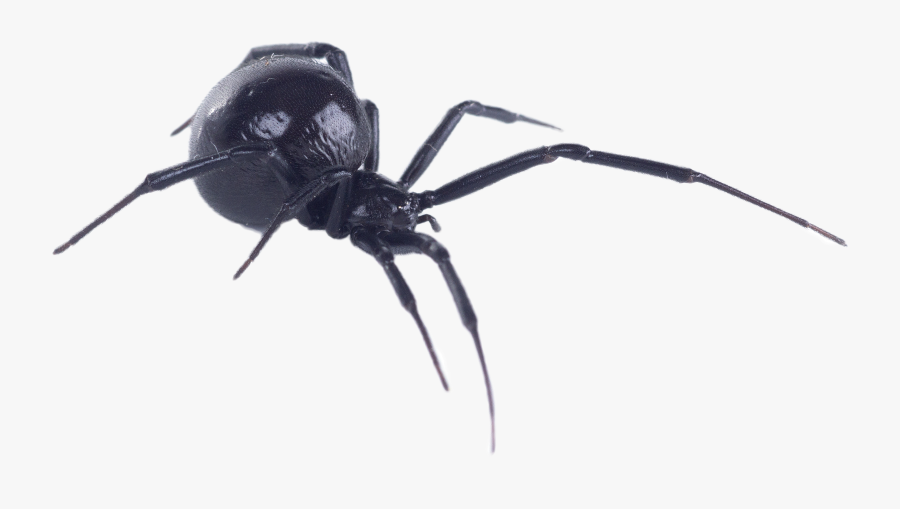 Black Widow On White Background - Southern Black Widow, Transparent Clipart
