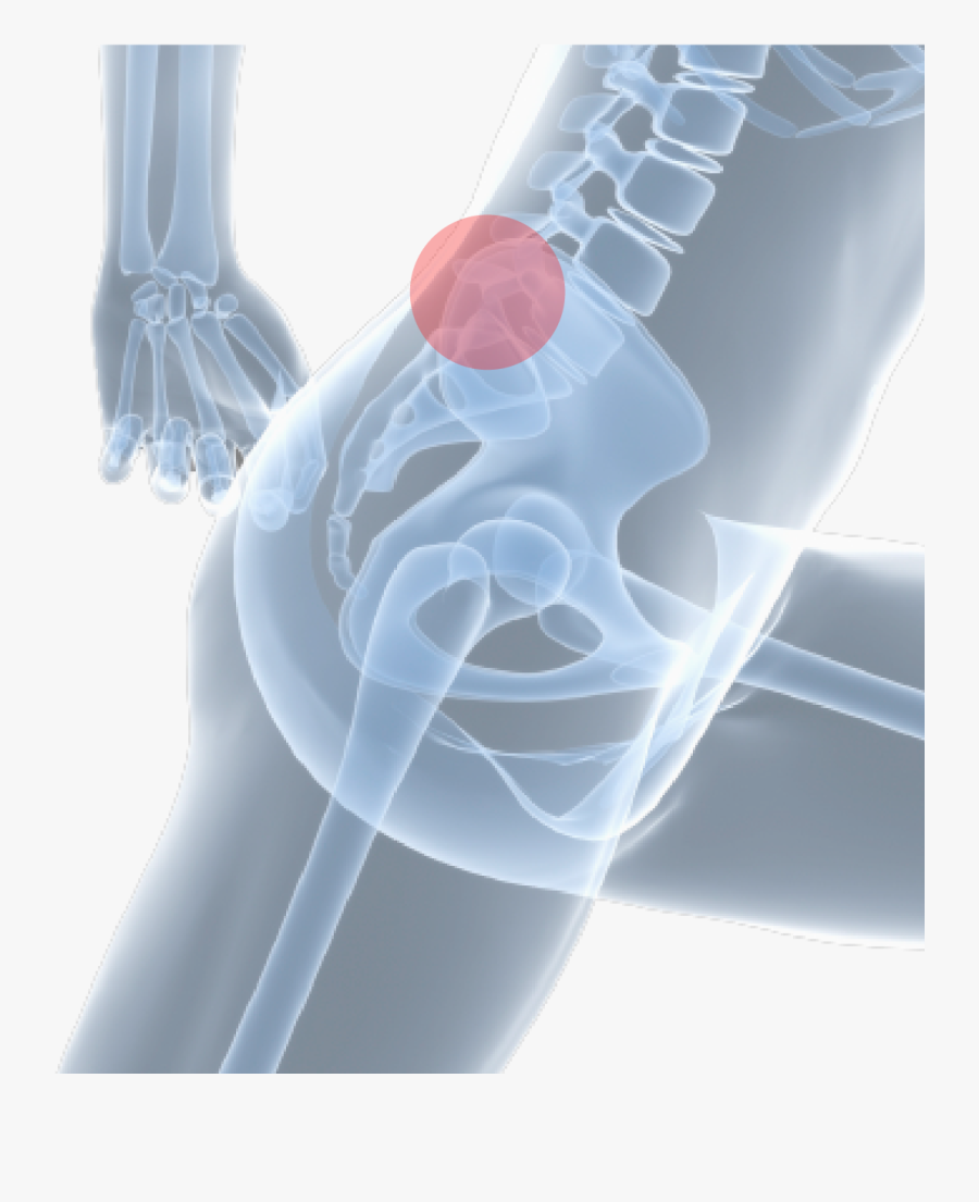 Movement Of The Skeleton, Transparent Clipart