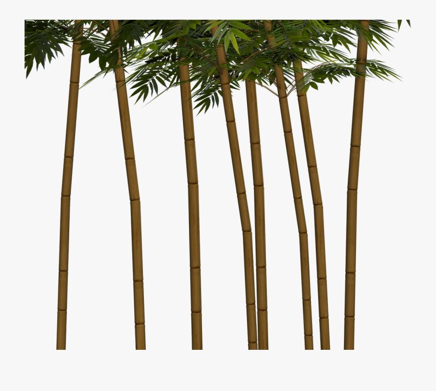 Transparent Bamboo Tree Clipart - Bambuträd Png, Transparent Clipart