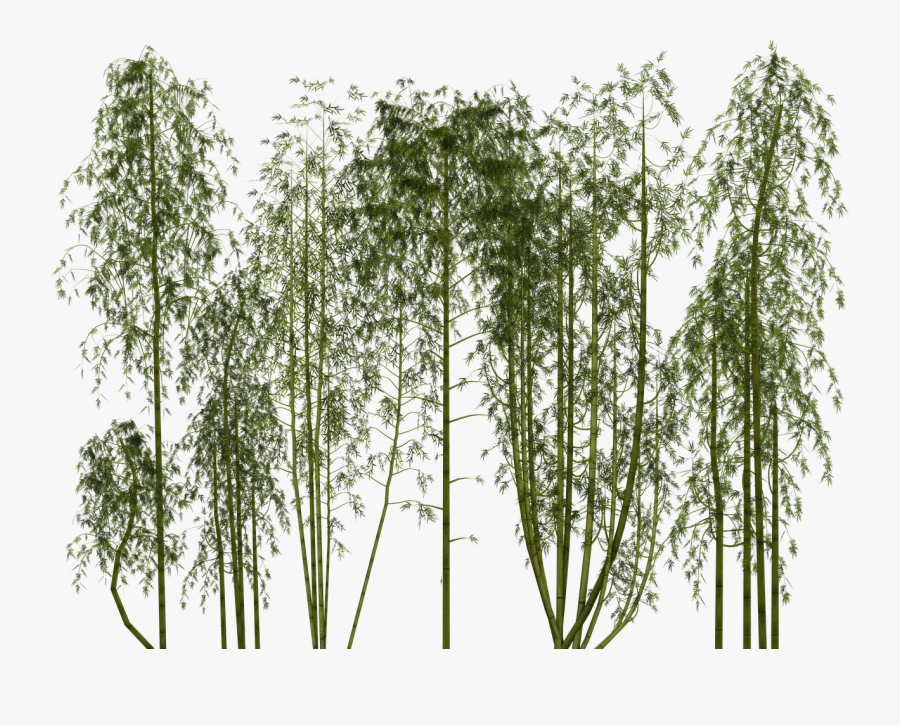 Transparent Bamboo Plant Png, Transparent Clipart
