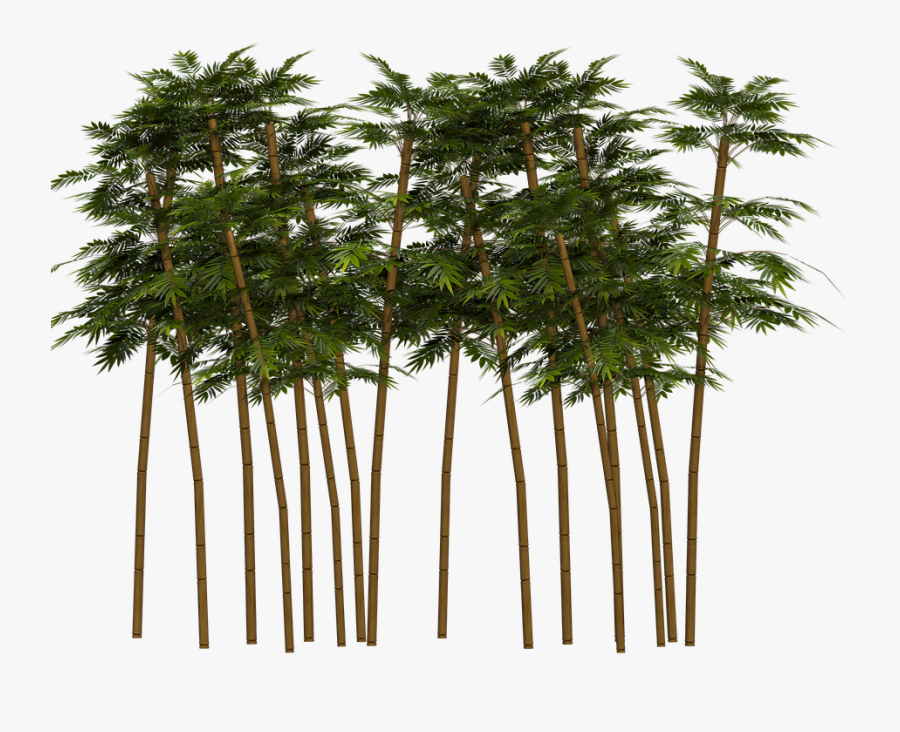 Bamboo Tree Png - Bamboo Png, Transparent Clipart