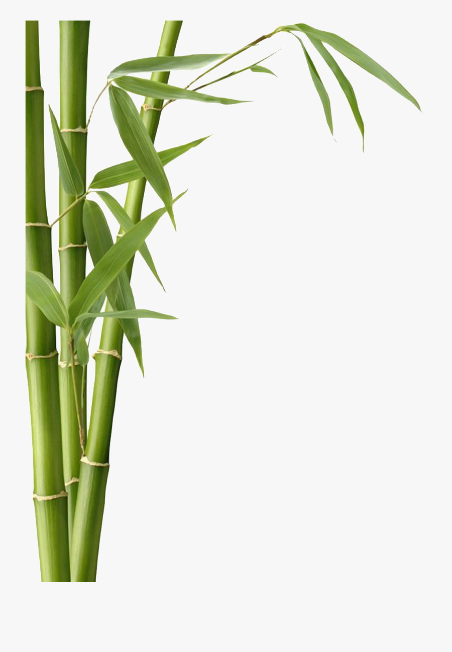 Free Online Puzzle Games Transparent Background - Bamboo Leaves Png, Transparent Clipart