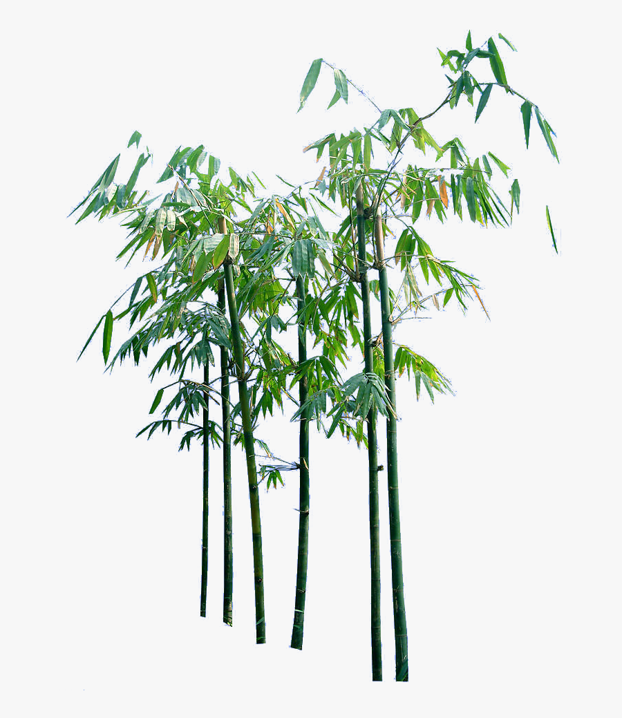Bamboo Trees Png - Green Bamboo Tree Png, Transparent Clipart