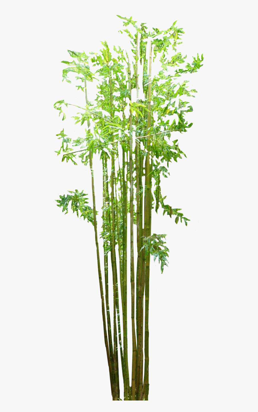 Bamboo Grasses Web Browser - Transparent Bamboo Tree Png, Transparent Clipart